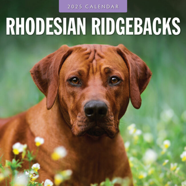 Red Robin Rhodesian Ridgeback Kalender 2025