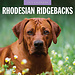 Red Robin Calendario Rhodesian Ridgeback 2025