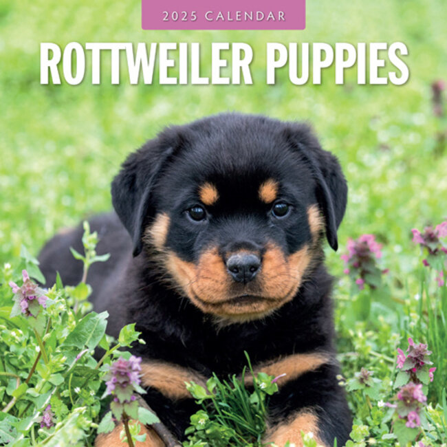 Rottweiler-Welpen Kalender 2025