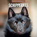 Red Robin Schipperke Calendar 2025