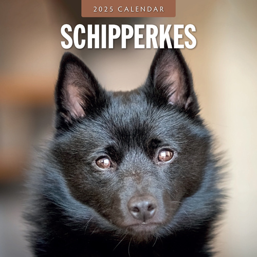 Buy Schipperke Calendar 2025? Ordered easily and quickly online