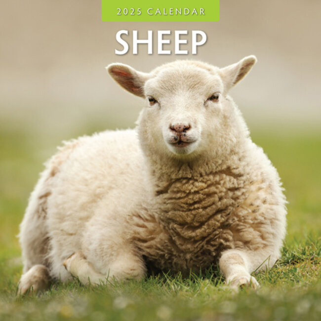 Sheep Calendar 2025