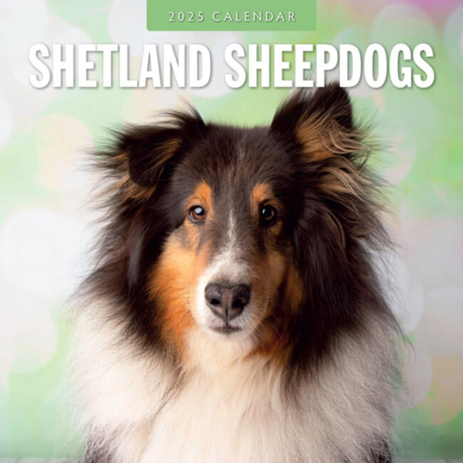 Calendrier des chiens de berger des Shetland 2025