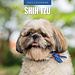 Red Robin Calendario Shih Tzu 2025