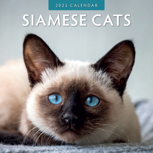Siamese Cats Calendar 2025 Kalenderwinkel.nl