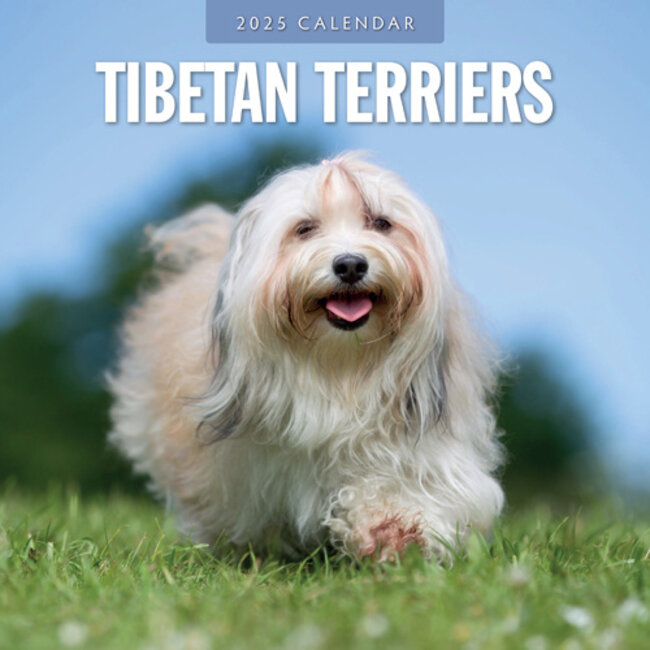 Tibetan Terrier Calendar 2025