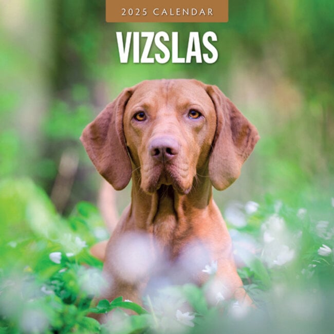 Calendario Vizsla 2025