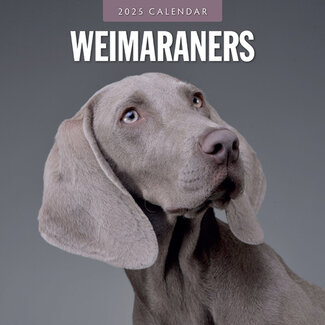 Red Robin Calendario Weimaraner 2025