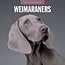 Red Robin Calendrier du Weimaraner 2025