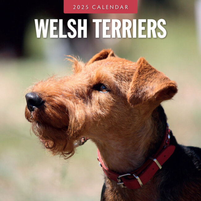 Red Robin Calendario Welsh Terrier 2025