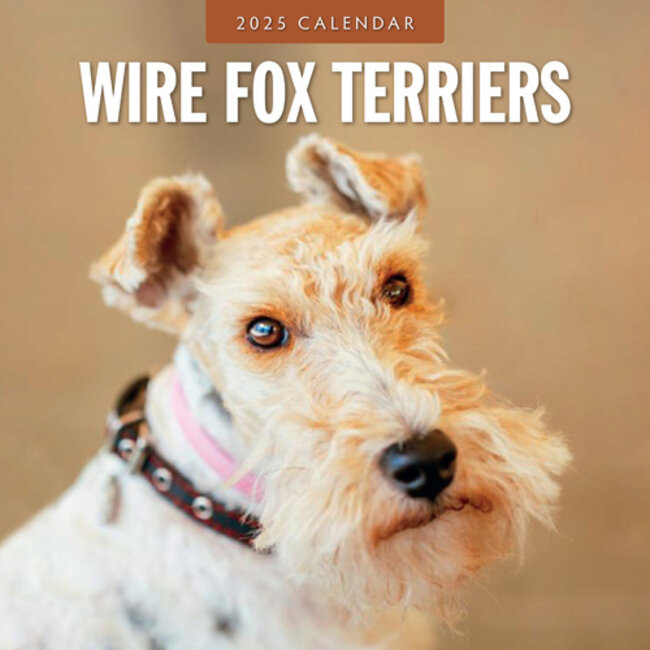 Fox Terrier Pelo Liso Calendario 2025