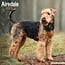 Avonside Calendario Airedale Terrier 2025