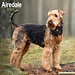 Avonside Calendario Airedale Terrier 2025