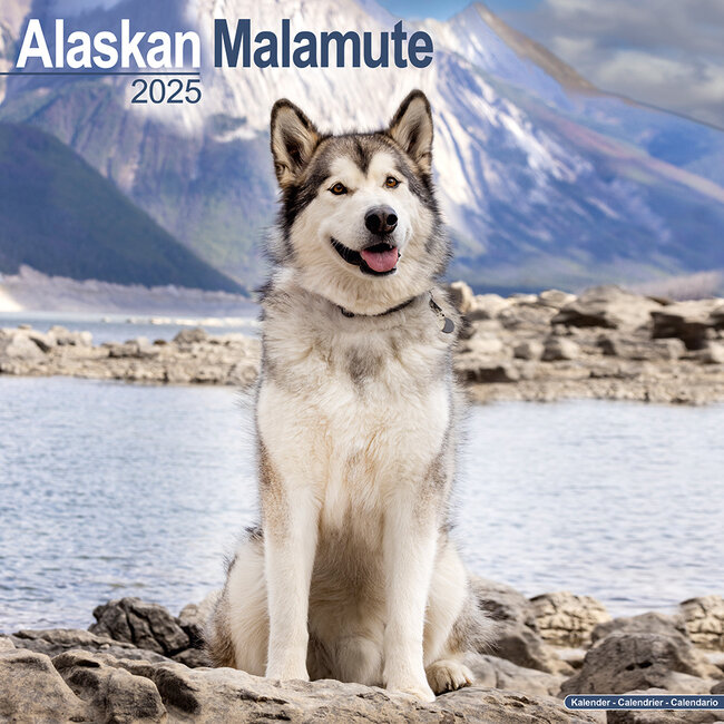 Alaskan Malamute Kalender 2025