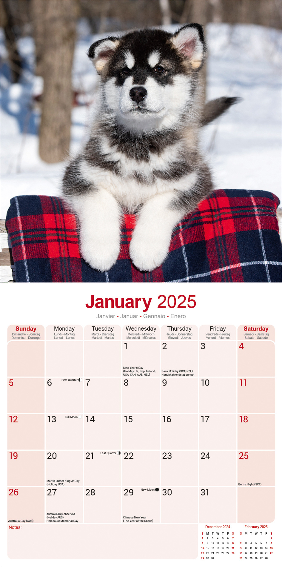 Alaskan Malamute Calendar 2025 Order online easily Kalenderwinkel.nl