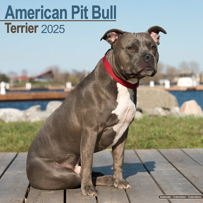 American Pit Bull Terrier Calendario 2025