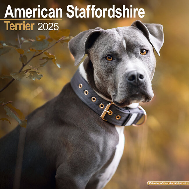 American Staffordshire Terrier Calendar 2025