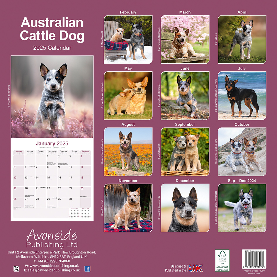 Australian Cattle Dog Calendar 2025 Buy? Simply order online