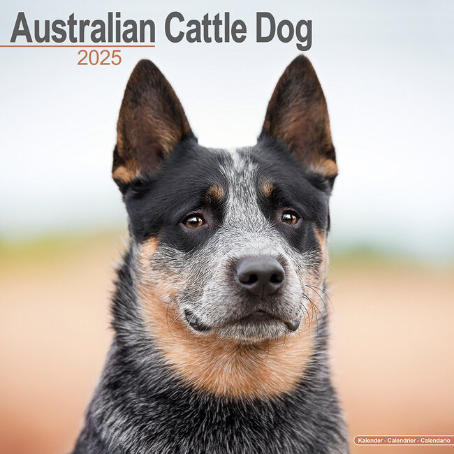 Australian Cattle Dog Calendar 2025