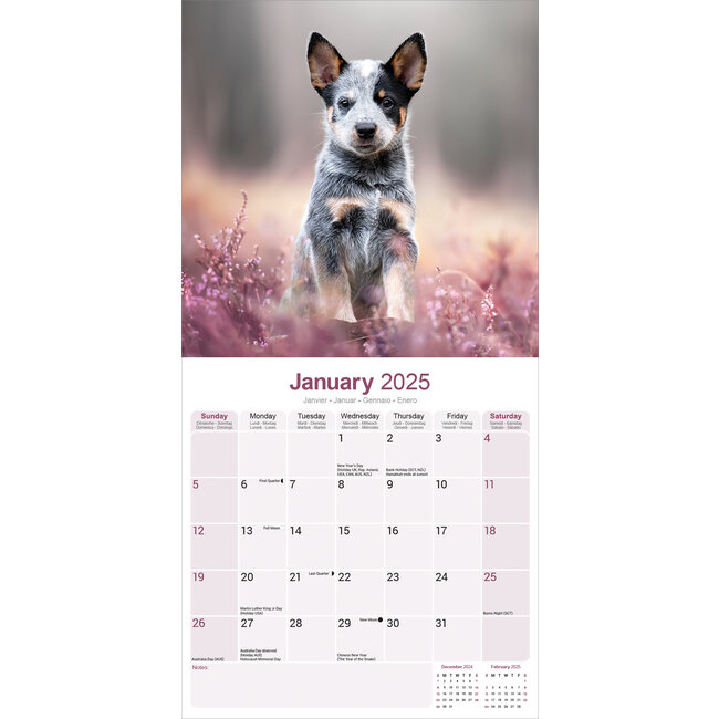 Australian Cattle Dog Calendar 2025 Buy? Simply order online
