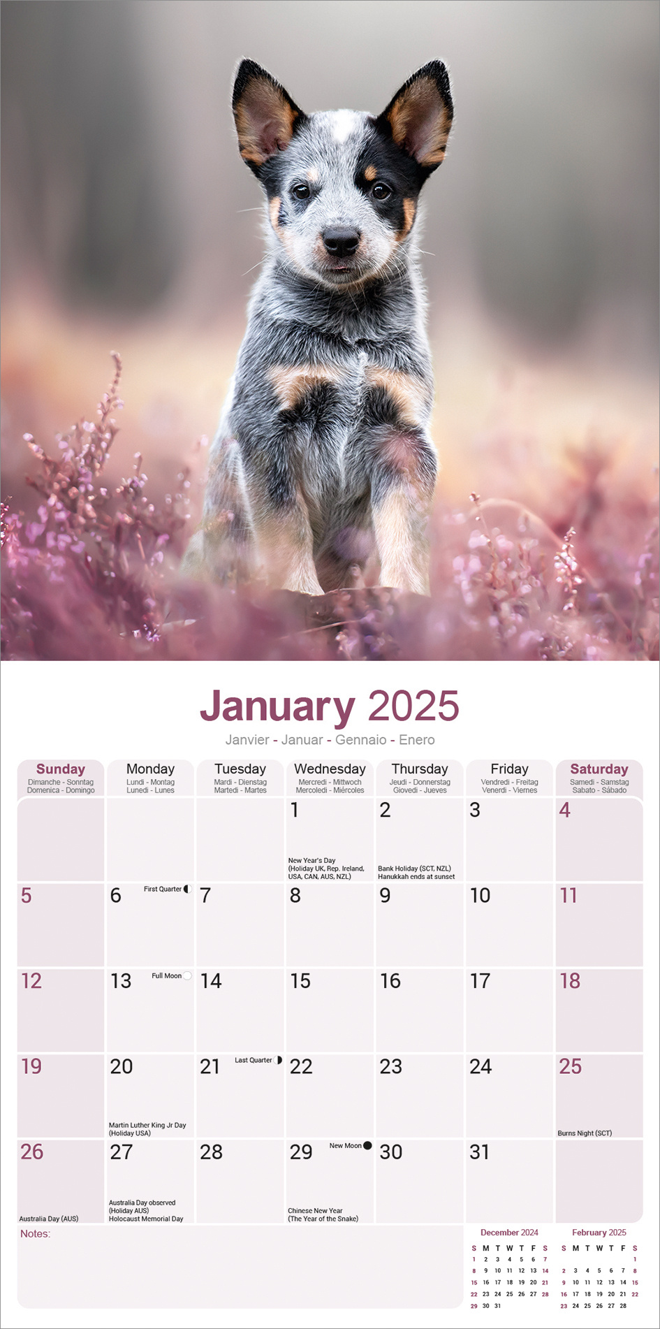 Australian Cattle Dog Kalender 2025 Kopen? Bestel eenvoudig online