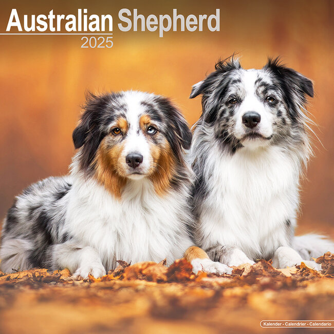 Australian Shepherd Calendar 2025