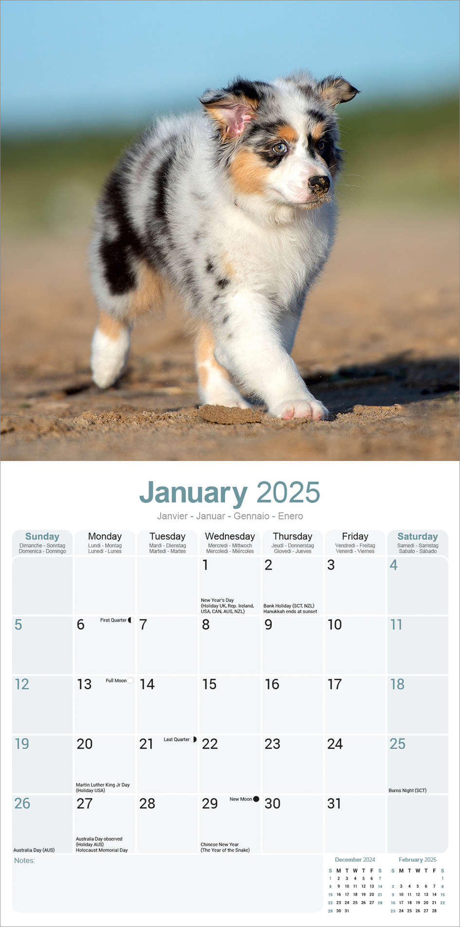 Australian Shepherd Calendar 2025 Order online easily Kalenderwinkel.nl