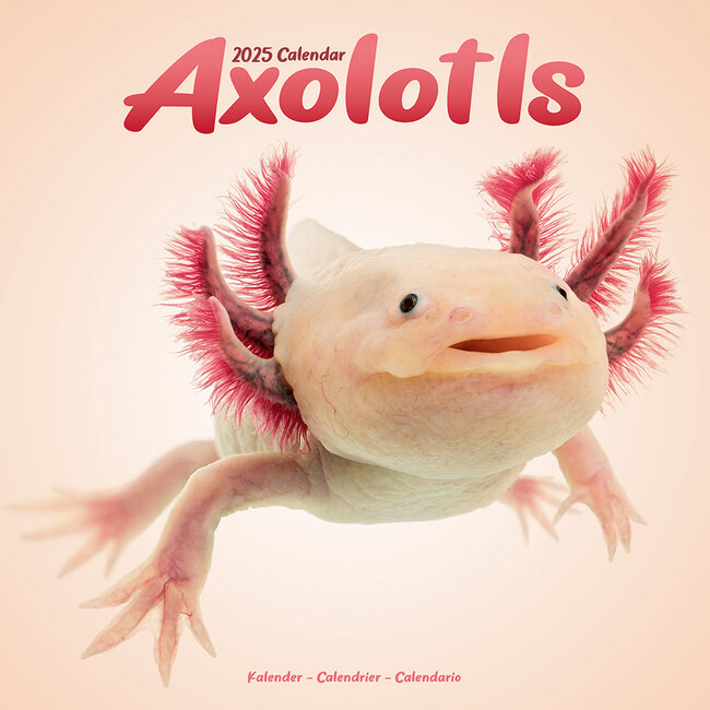 Avonside Axoloths Calendar 2025