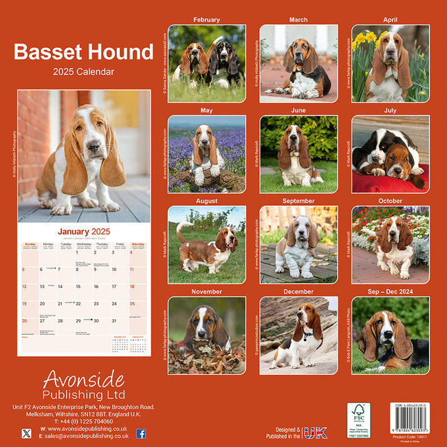 Basset Hound Kalender 2025 Bestel eenvoudig online Kalenderwinkel.nl