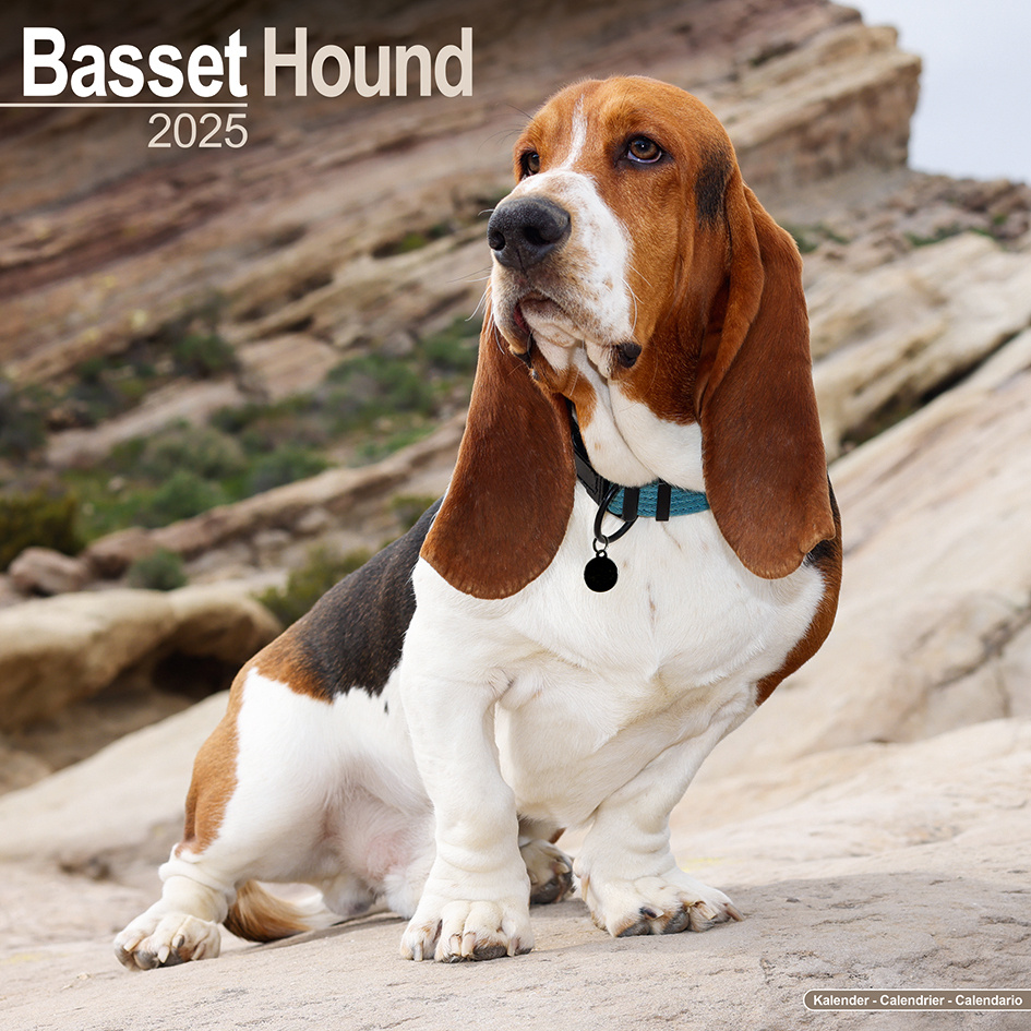 Calendario Basset Hound 2025 Pídalo online fácilmente Kalenderwinkel.nl