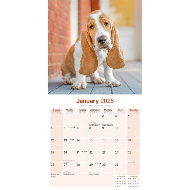 Basset Hound Kalender 2025 Bestel eenvoudig online Kalenderwinkel.nl