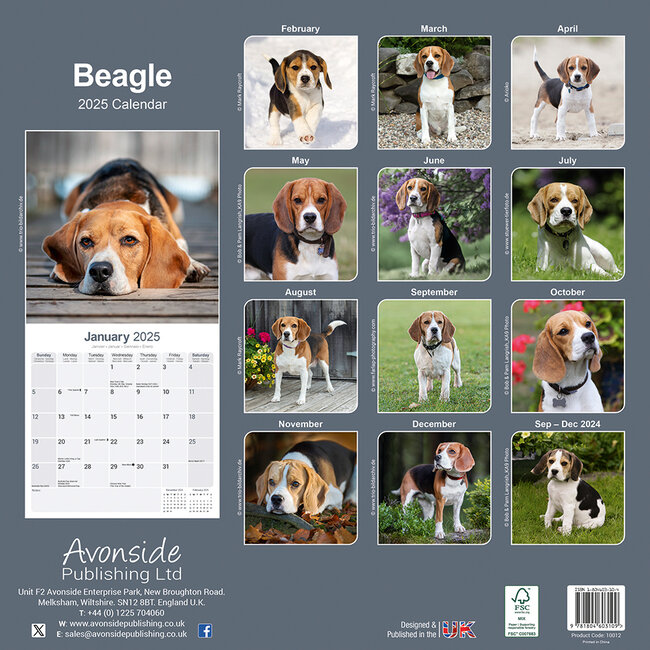 Buying Beagle Calendar 2025 simply order online Kalenderwinkel.nl