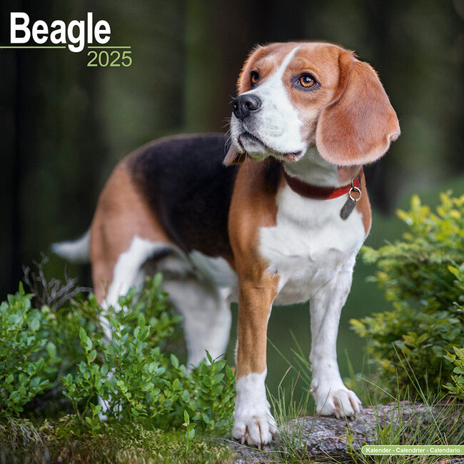 Calendrier Beagle 2025