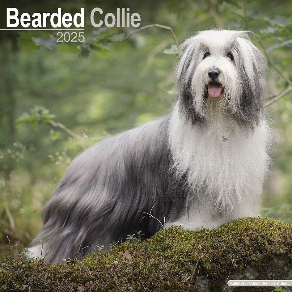 Bearded Collie Kalender 2025