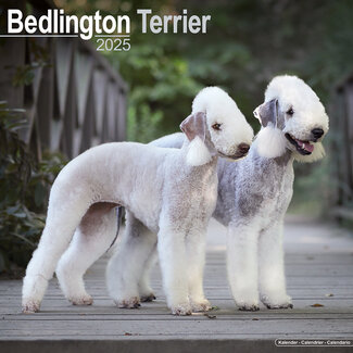 Avonside Calendrier Bedlington Terrier 2025