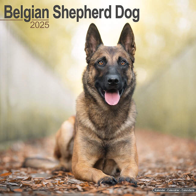 Belgischer Schäferhund Kalender 2025