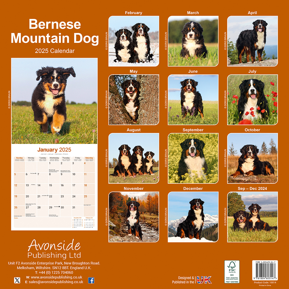 Berner Sennenhund Kalender 2025 