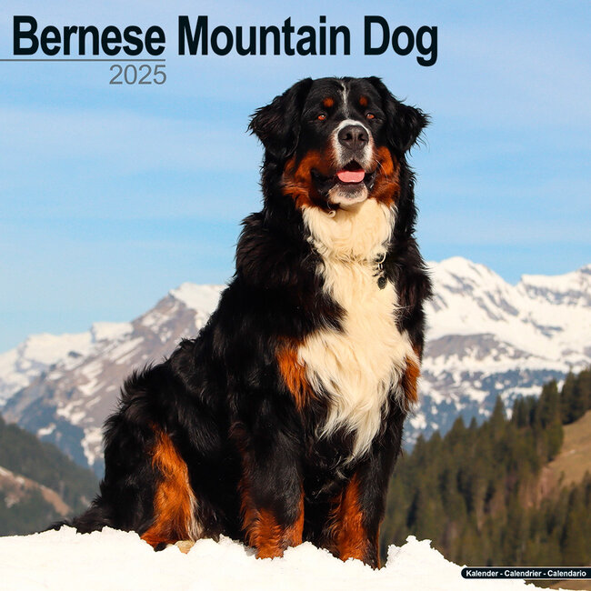 Calendario del cane da montagna bernese 2025