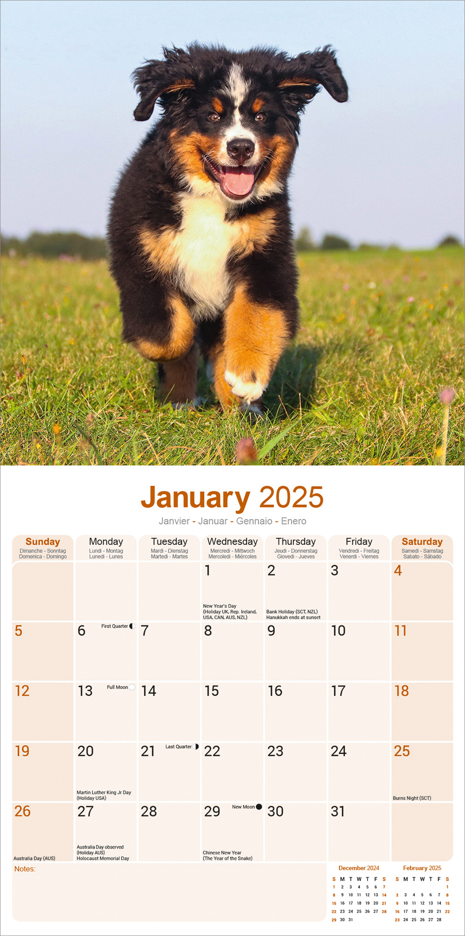 Berner Sennen Kalender 2025 Kopen? Bestel eenvoudig online Kalenderwinkel.nl