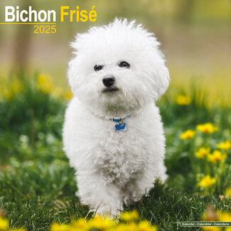 Avonside Bichon Frise Calendar 2025