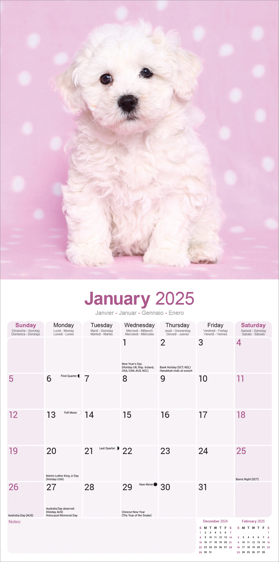 Buying Bichon Frise Calendar 2025 order online easily Kalenderwinkel.nl