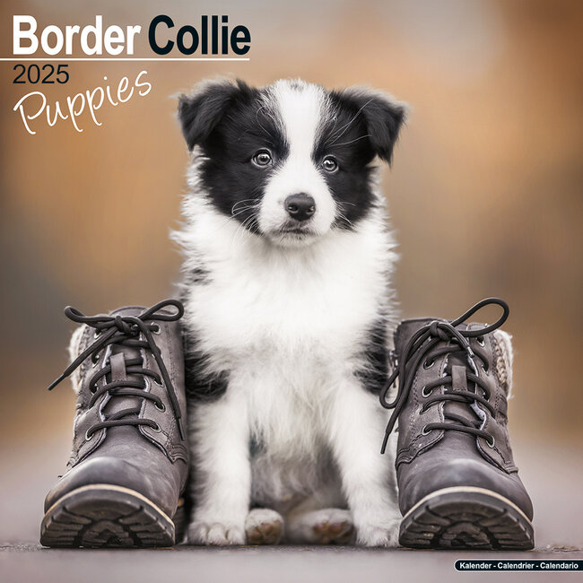 Avonside Calendario Border Collie Cachorros 2025