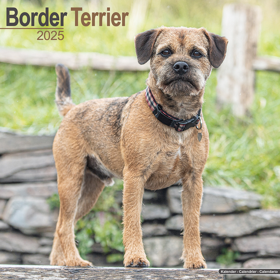 Border Terrier Kalender 2025