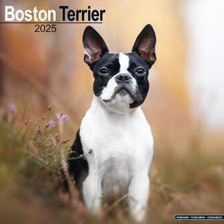 Avonside Boston Terrier Kalender 2025