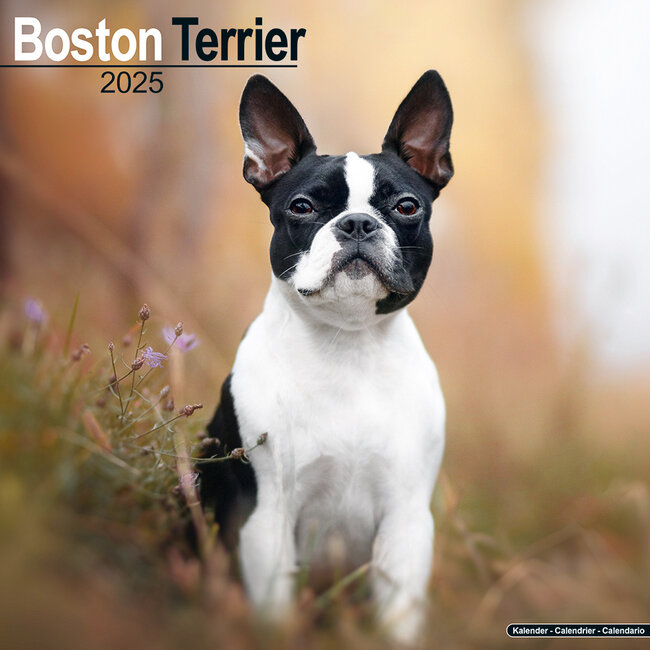 Calendrier Boston Terrier 2025