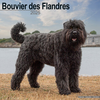 Avonside Calendrier Bouvier 2025 (euro)