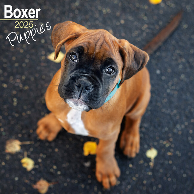 Calendario dei cuccioli di boxer 2025