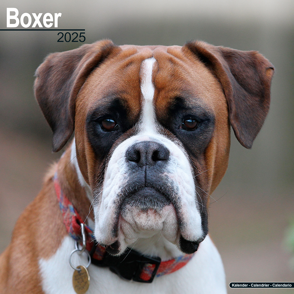 Calendrier Boxer 2025 Acheter le Calendrier Boxer 2025 avec de belles photos du Boxer