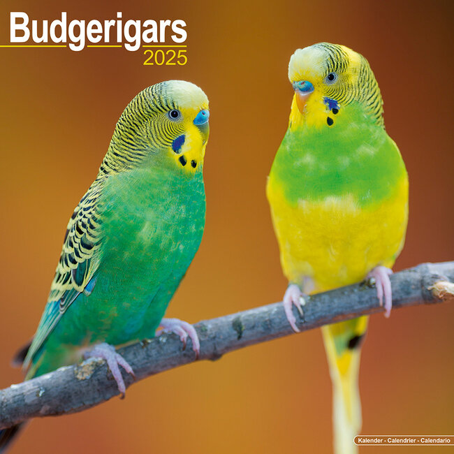 Avonside Parakeet Calendar 2025