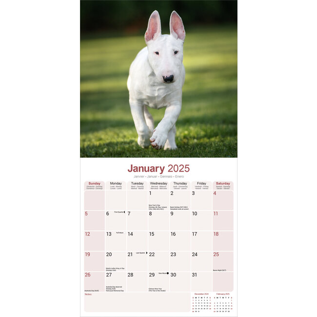 Buy Bull Terrier Calendar 2025? Order online quickly and easily